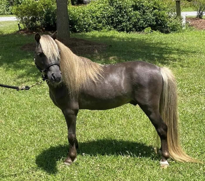 Miniature Stallions For Sale Age Older