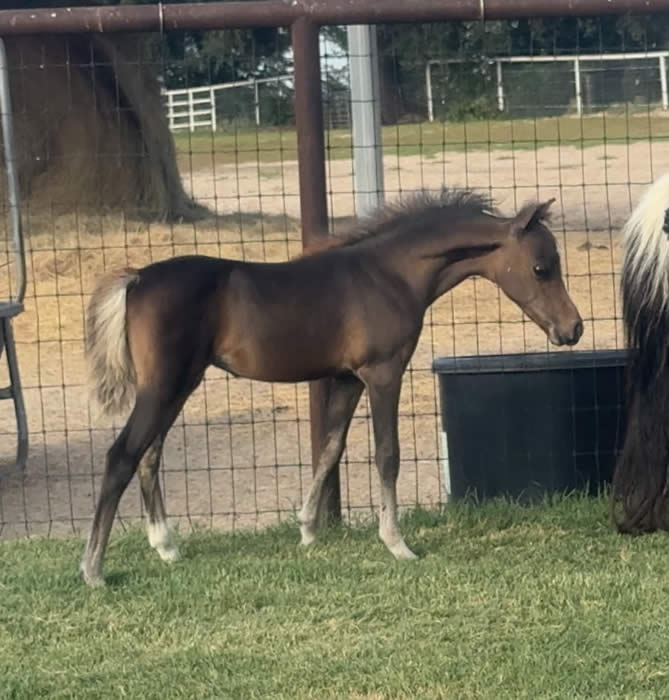 BABY MINI HORSE FOR SALE IN TEXAS