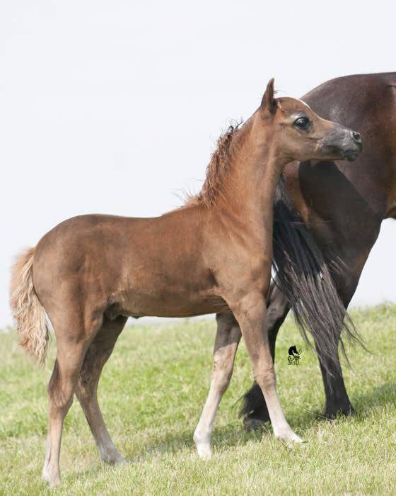 Yearling Colts for sale from MiniHorseSales