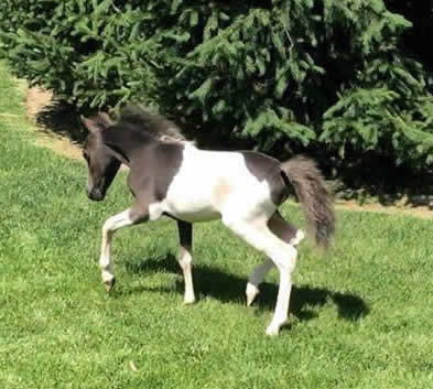 Miniature Weanling Colts offered at MiniHorseSales.com