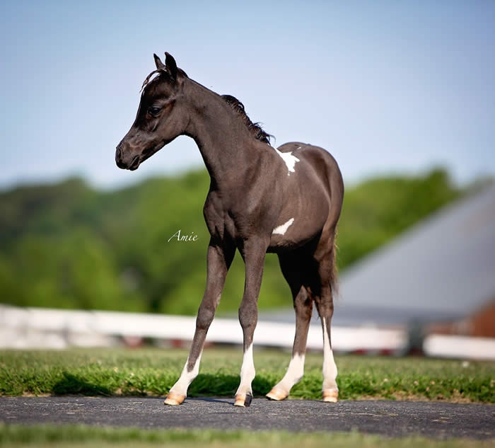 Paint is a yearling colt, in show training now with HHM & will be