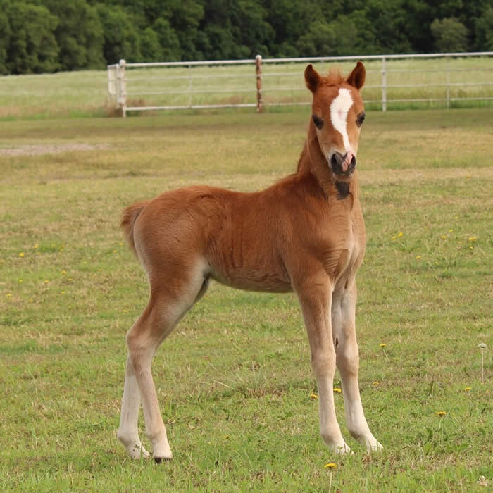 SORREL SHETLAND GELDING FOR SALE IN OKLAHOMA