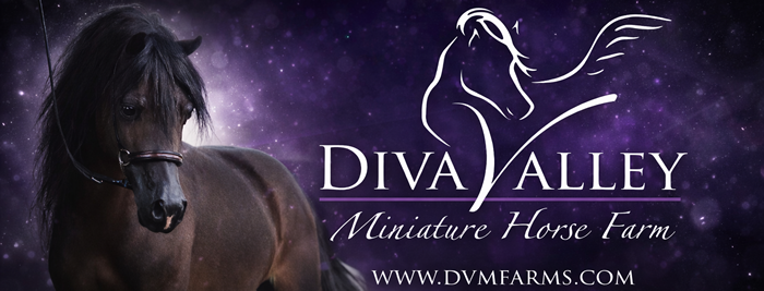 dvm farms canton texas dvm miniature horse farm canton texas