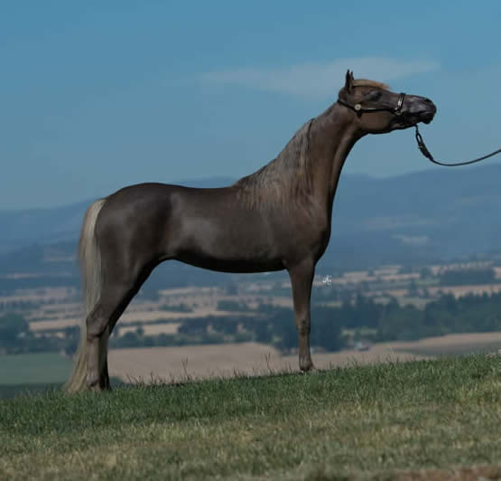 has produced TWO World Supreme Halter Champions and multiple World