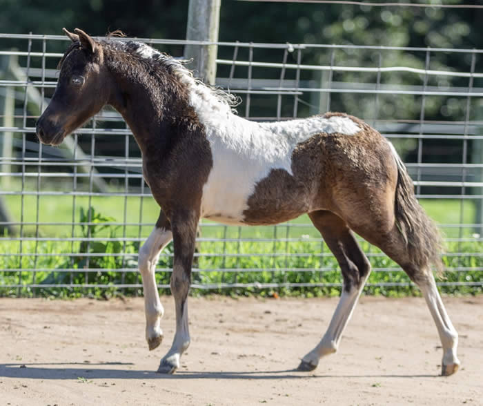 mini horse for sale in pennsylvania