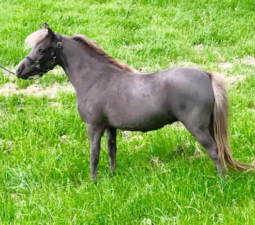 TINY HORSE FOR SALE IN GEORGIA