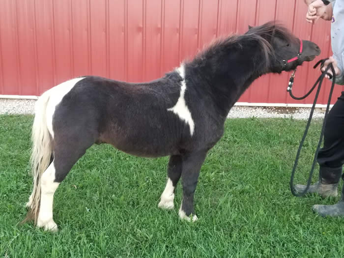 Miniature Stallions for Sale Age 3 & Older