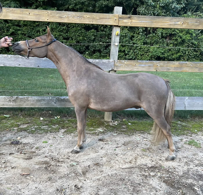 Miniature Geldings for Sale from MiniHorseSales.com