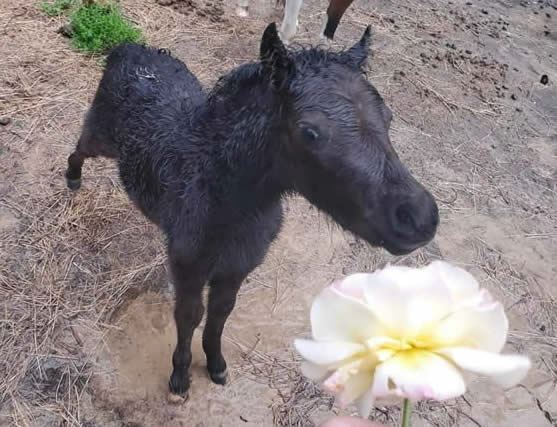 mini horse foal for sale