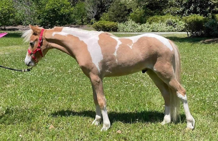 mini horse stallion for sale in louisiana