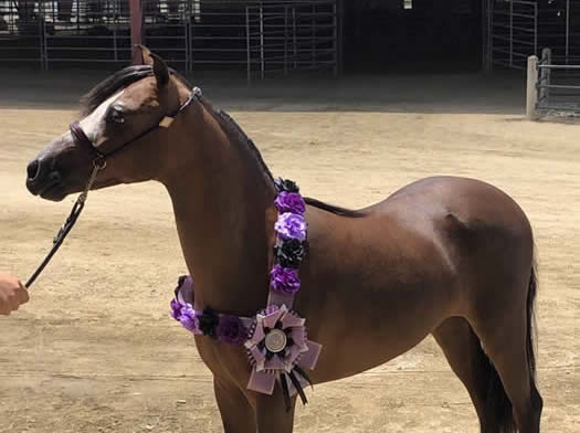 MINIATURE SHETLAND PONY FOR SALE IN CALIFORNIA