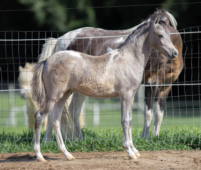 baby miniature horse foal for sale in maryland
