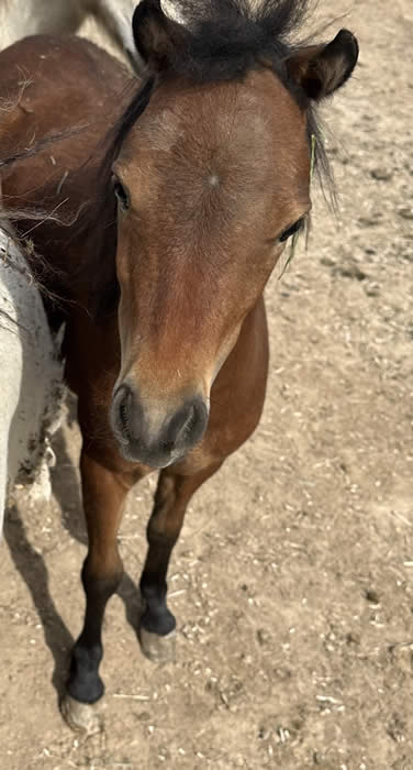 bay gelding mini horse for sale in colorado