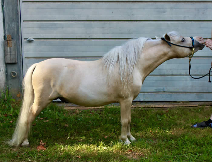 Miniature horse palomino stallion for sale