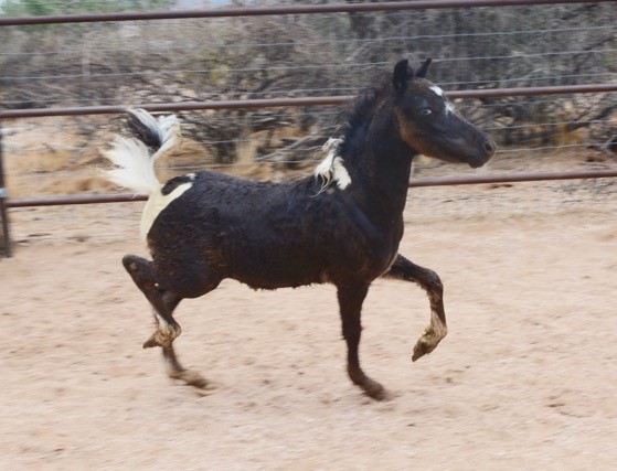arabian rcho miniature horse for sale