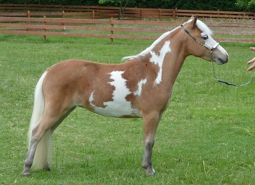 miniature horse mare for sale 