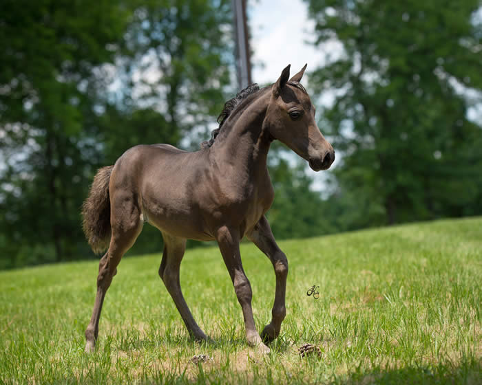 2014 Weanling Fillies for Sale