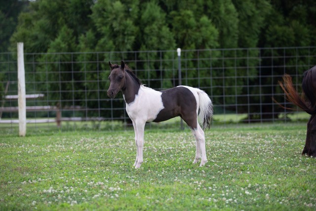 Miniature Weanling Colts offered at MiniHorseSales.com