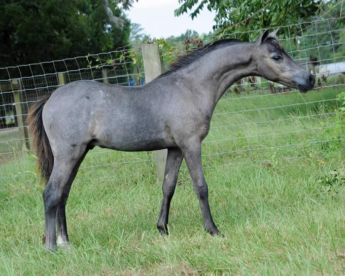 Miniature Yearling Colts offered at MiniHorseSales.com