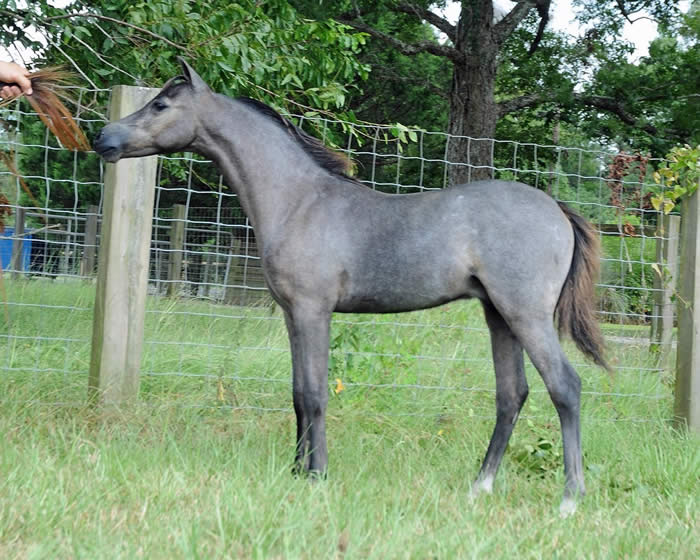 Miniature Yearling Colts offered at MiniHorseSales.com