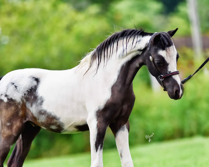 Miniature Yearling Colts offered at MiniHorseSales com