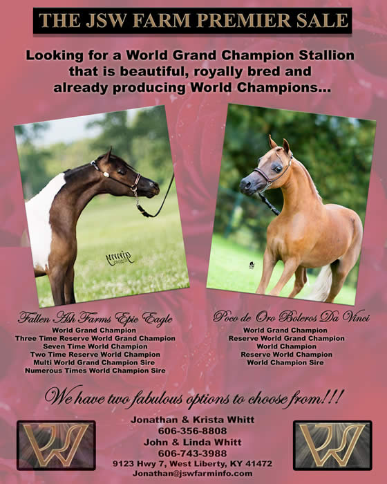 Premier Stallions offered by MiniHorseSales