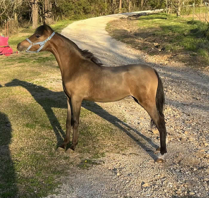 champion shetland mini mare for sale in arkansas