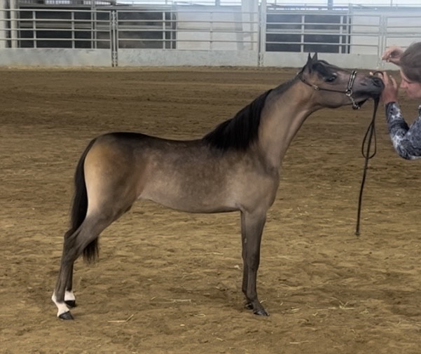 mini shetland show mare for sale in arkansas