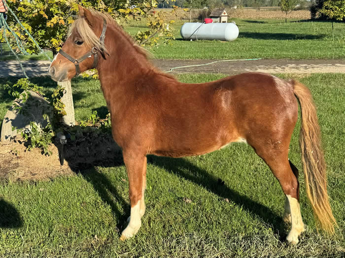 MINI SHETLAND MARE FOR SALE IN OHIO EE RANCH