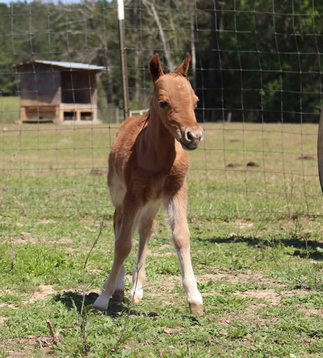 Miniature Weanling Colts offered at MiniHorseSales.com