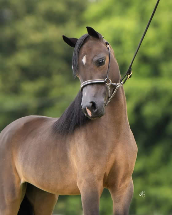 CHAMPION MINI HORSE FOR SALE IN TEXAS