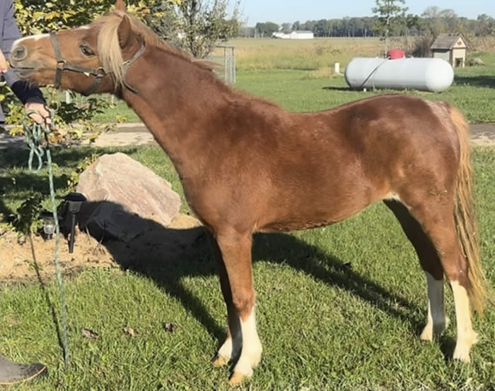 MINI HORSE MARE FOR SALE IN OHIO