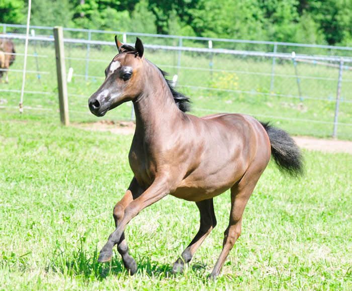 mini horse mare for sale pennsylvania