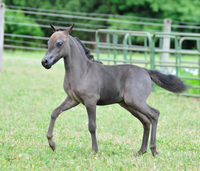 MINI HORSE BABY STALLION FOR SALE PENNSYLVANIA