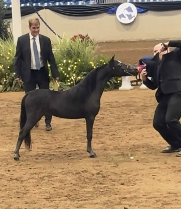 CHAMPION MINI HORSE FOR SALE