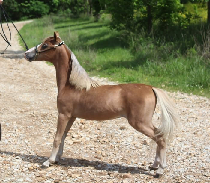 MINI HORSE STALLION FOR SALE 