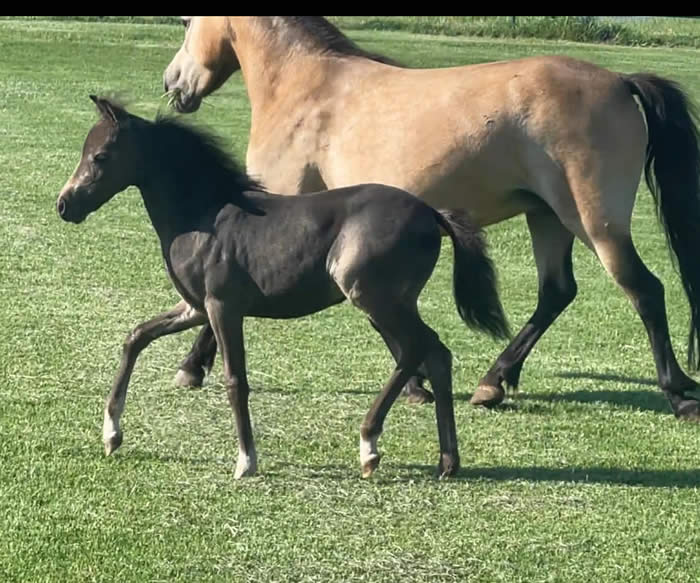 BUCKSKIN MINI HORSE MARE FOR SALE