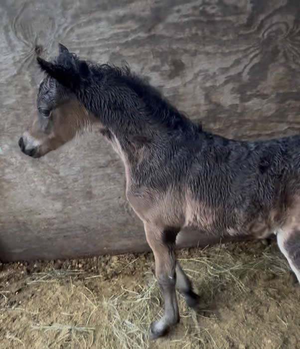 mini horse foal for sale in arkansas