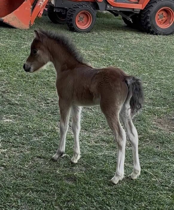MINI HORSE FOR SALE IN TEXAS