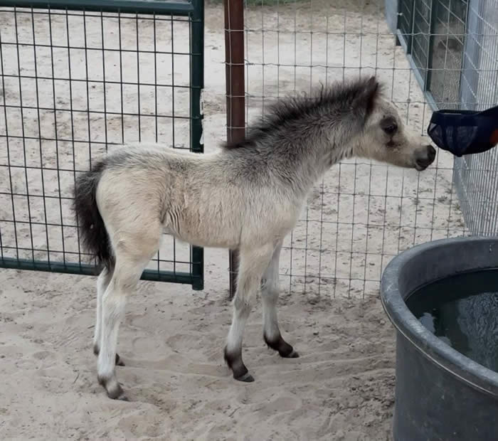 BUCKSKIN BABY MINI HORSE FOR SALE
