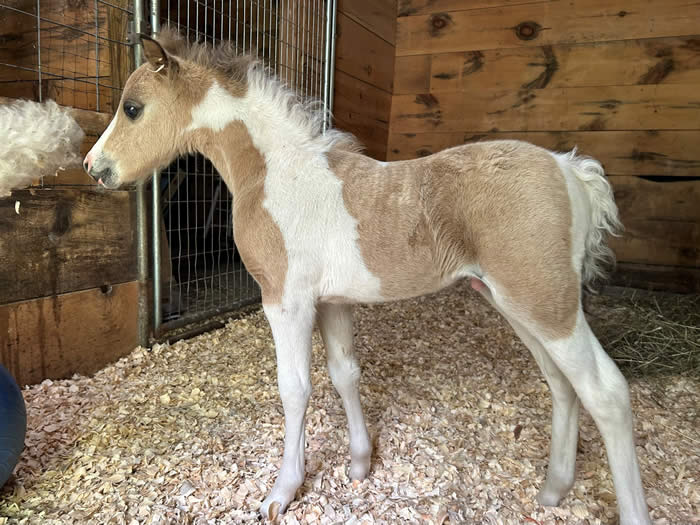 mini horse for sale in new york