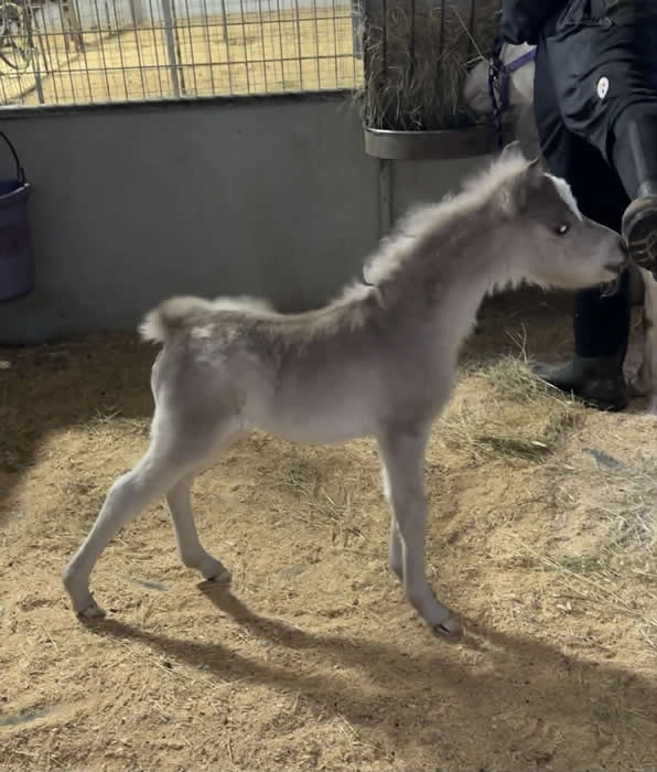 MINI APPALOOSA FILLY FOAL  MARE FOR SALE