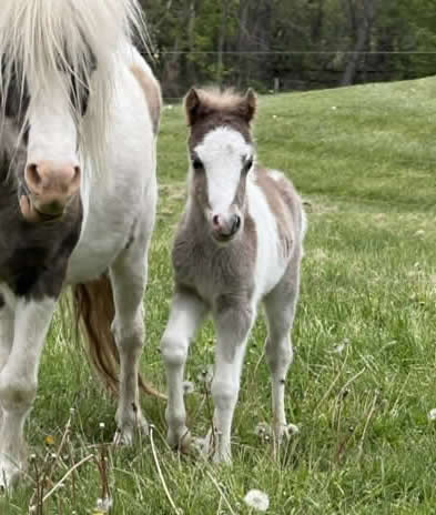 BABY MINI HORSE FOR SALE IN PENNSYLVANIA