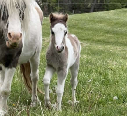 mini horse baby for sale in pennsylvania
