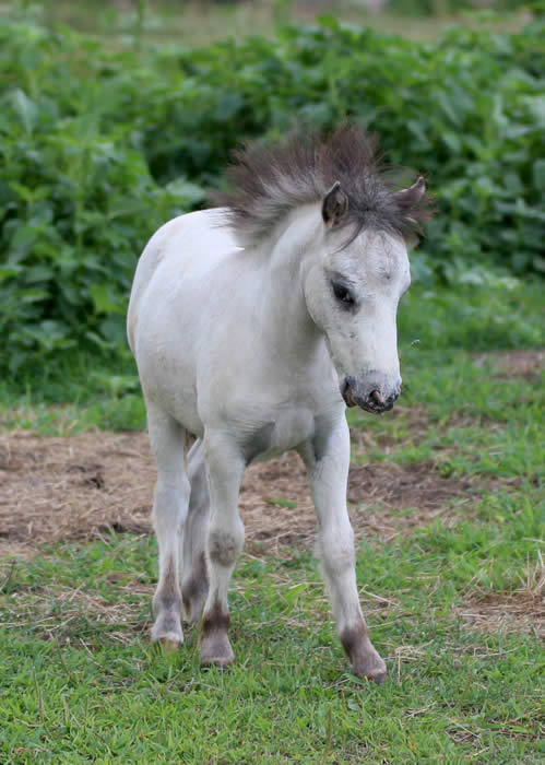 Miniature Weanling Colts offered at MiniHorseSales.com