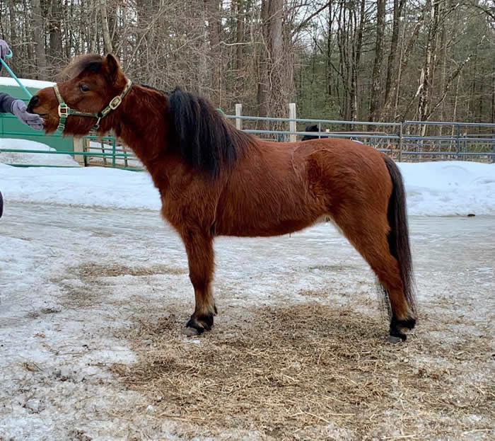 Miniature Geldings for Sale from MiniHorseSales.com