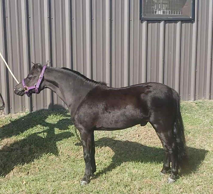 MINI STALLION FOR SALE IN TEXAS