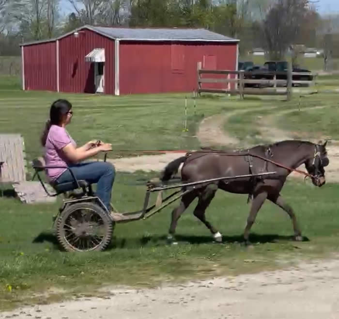 MINI HORSE FOR SALE IN INDIANA