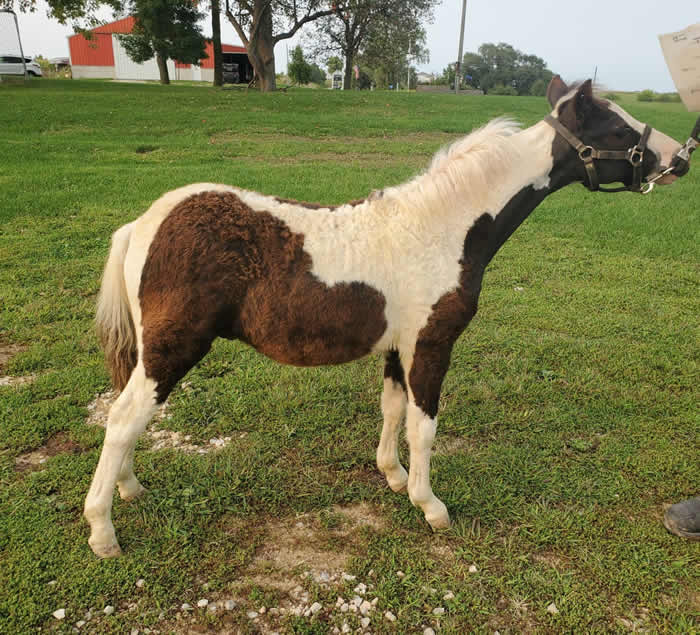 Miniature Weanling Colts offered at MiniHorseSales.com