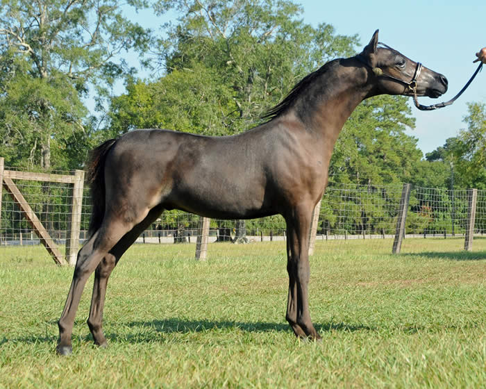 Miniature Weanling Colts offered at MiniHorseSales.com